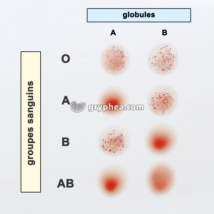 Détermination des groupes sanguins (à l'aide des globules rouges) - gryphea.com